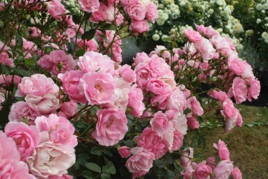 Roos Rosa 'Bonica 82' struik Rosa 'Bonica 82'