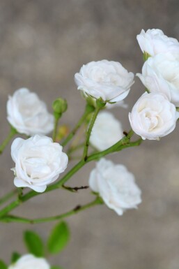 Roos Rosa 'Crystal Fairy' struik Rosa 'Crystal Fairy'