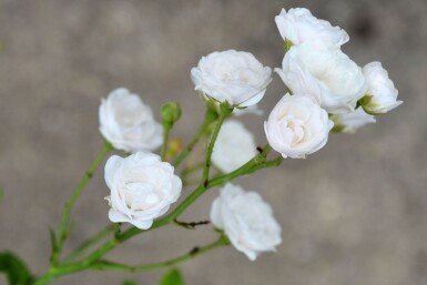 Roos Rosa 'Crystal Fairy' struik Rosa 'Crystal Fairy'