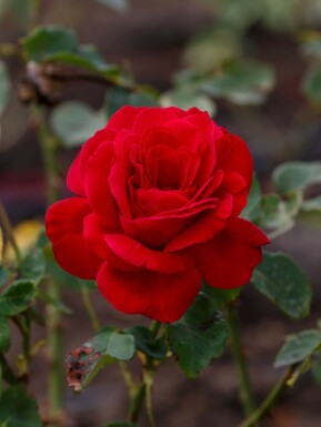 Theeroos Rosa 'Dame de Coeur' struik Rosa 'Dame de Coeur'