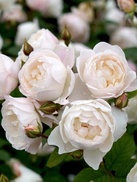 Rosa 'Desdemona'