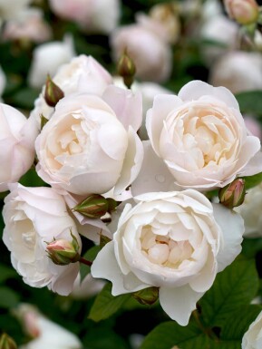 Roos Rosa 'Desdemona' struik Rosa 'Desdemona'