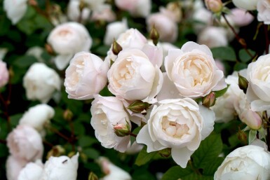 Roos Rosa 'Desdemona' struik Rosa 'Desdemona'