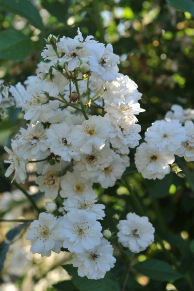 Rosa 'Guirlande d'Amour'