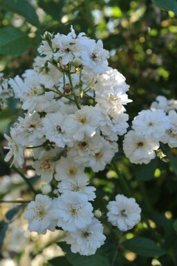 Klimroos Rosa 'Guirlande d'Amour' struik Rosa 'Guirlande d'Amour'