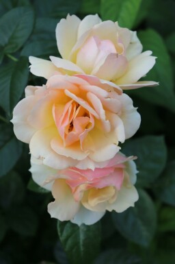 Roos Rosa 'Hansestadt Rostock' struik Rosa 'Hansestadt Rostock'