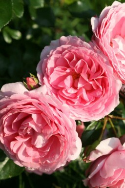 Roos Rosa 'Leonardo da Vinci' struik Rosa 'Leonardo da Vinci'