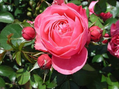 Roos Rosa 'Leonardo da Vinci' struik Rosa 'Leonardo da Vinci'
