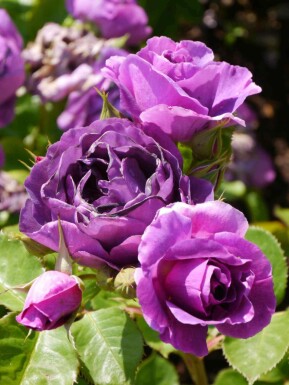 Roos Rosa 'Minerva' struik Rosa 'Minerva'