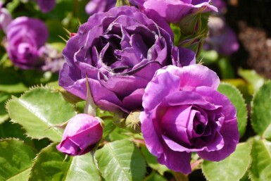 Roos Rosa 'Minerva' struik Rosa 'Minerva'