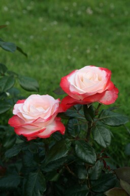 Roos Rosa 'Nostalgie' struik Rosa 'Nostalgie'