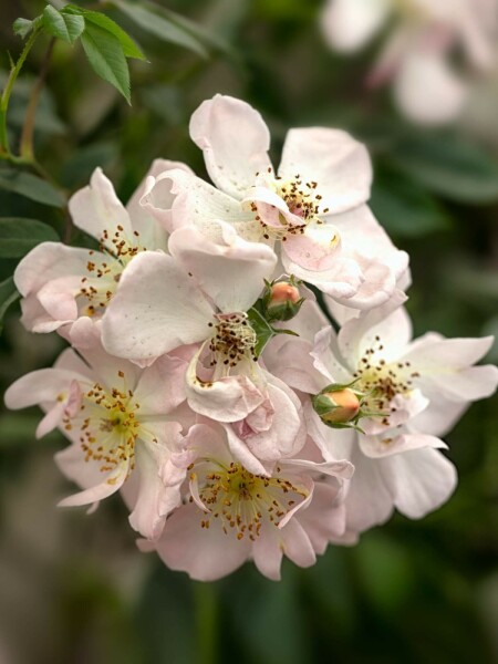 Rosa 'Open Arms'