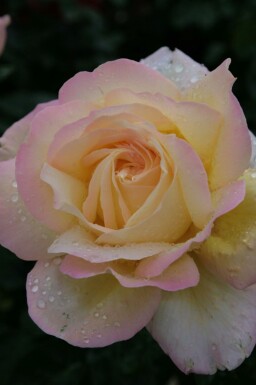 Gele roos Rosa 'Peace' struik Rosa 'Peace'