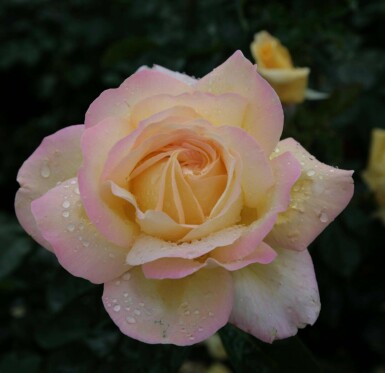Gele roos Rosa 'Peace' struik Rosa 'Peace'