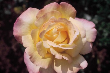 Rosa 'Peace'