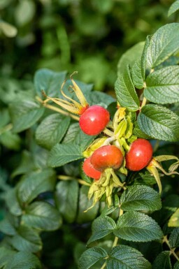 Rosa rugosa