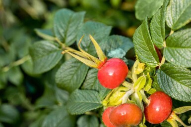 Rosa rugosa