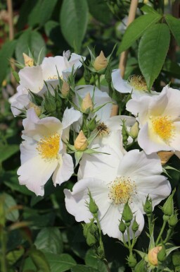 Roos Rosa 'Sally Holmes' struik Rosa 'Sally Holmes' struik