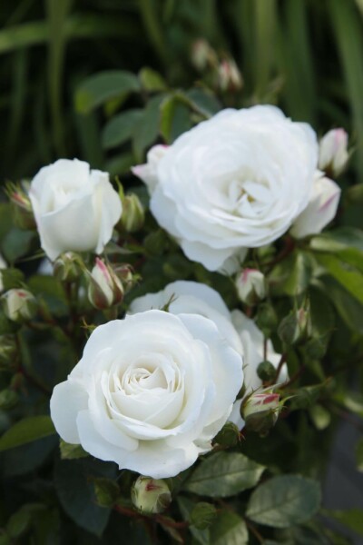 Rosa 'Schneewittchen'