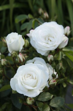 Klimroos Rosa 'Schneewittchen' struik Rosa 'Schneewittchen' struik