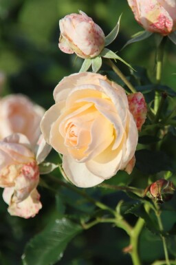 Roos Rosa 'Sirius' struik Rosa 'Sirius' struik