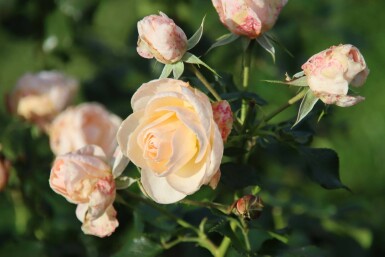 Roos Rosa 'Sirius' struik Rosa 'Sirius' struik