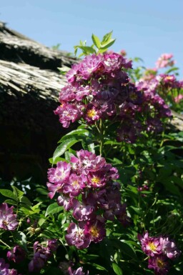 Klimroos Rosa 'Veilchenblau' struik Rosa 'Veilchenblau'