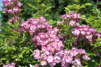 Klimroos Rosa 'Veilchenblau' struik Rosa 'Veilchenblau'
