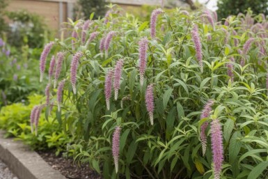 Hangende buddleja Rostrinucula dependens struik Rostrinucula dependens struik