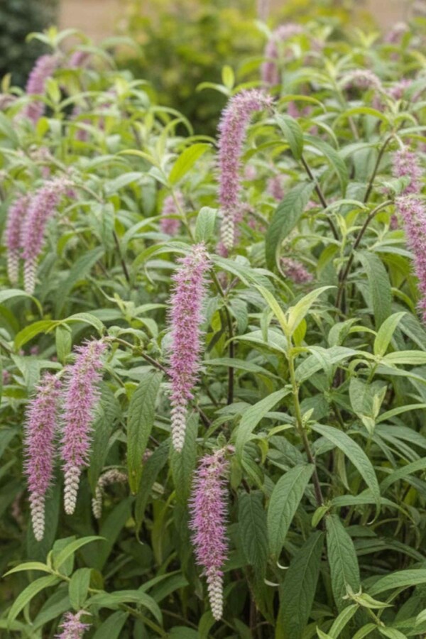 Hangende buddleja Rostrinucula dependens struik Rostrinucula dependens struik