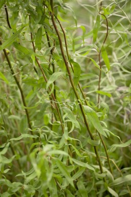 Kronkelwilg Salix babylonica 'Tortuosa' struik Salix babylonica 'Tortuosa'