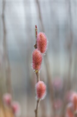 Salix gracilistyla 'Mount Aso'