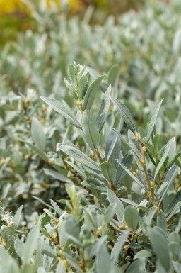 Dwergwilg Salix helvetica struik Salix helvetica struik
