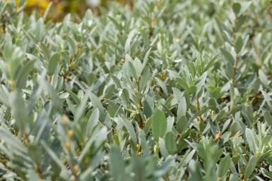 Salix helvetica
