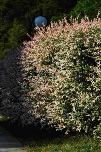 Salix integra 'Flamingo'
