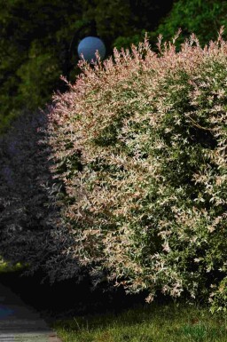 Bonte wilg Salix integra 'Flamingo' struik Salix integra 'Flamingo'