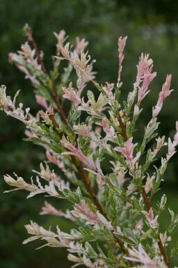 Bonte wilg Salix integra 'Flamingo' struik Salix integra 'Flamingo'
