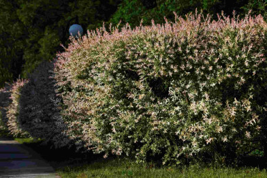Salix integra 'Flamingo'