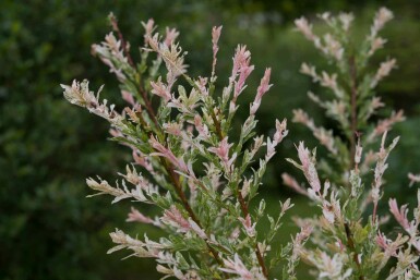 Salix integra 'Flamingo'