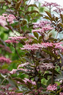Vlier Sambucus nigra 'Black Beauty' struik Sambucus nigra 'Black Beauty' struik