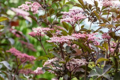 Vlier Sambucus nigra 'Black Beauty' struik Sambucus nigra 'Black Beauty' struik