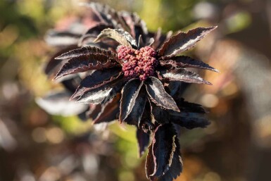 Sambucus nigra 'Black Tower'