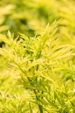 Sambucus nigra 'Golden Tower'