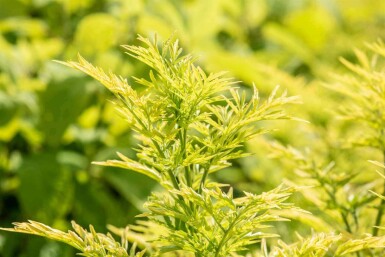 Sambucus nigra 'Golden Tower'