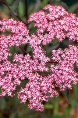 Vlierbes Sambucus nigra 'Thundercloud' struik Sambucus nigra 'Thundercloud'