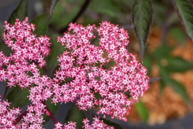 Vlierbes Sambucus nigra 'Thundercloud' struik Sambucus nigra 'Thundercloud'