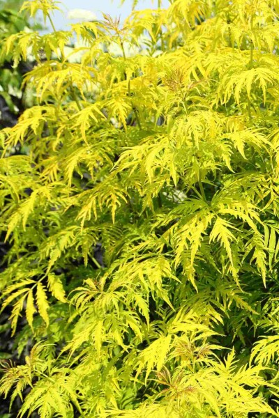 Rode vlier Sambucus racemosa 'Plumosa Aurea' struik Sambucus racemosa 'Plumosa Aurea' struik