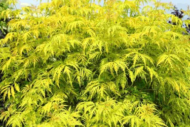 Rode vlier Sambucus racemosa 'Plumosa Aurea' struik Sambucus racemosa 'Plumosa Aurea'