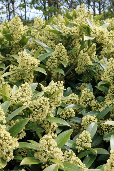 Skimmia confusa 'Kew Green'