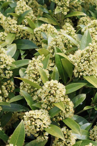 Skimmia Skimmia japonica 'Finchy' struik Skimmia japonica 'Finchy' struik